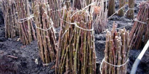 Kako razmnožavati grožđe reznicama kod kuće - reznicama